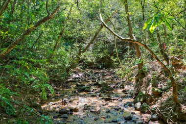 Iriomote ada ormanda