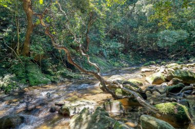 Iriomote ada ormanda