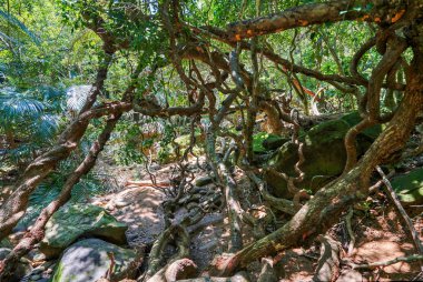 Iriomote ada ormanda