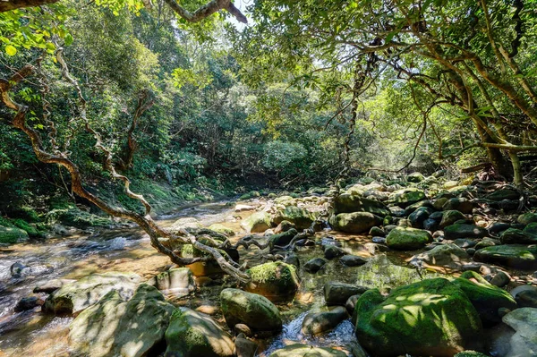 Selva Ilha Iriomote — Fotografia de Stock