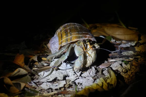 Einsiedlerkrebs Auf Iriomote Insel — Stockfoto