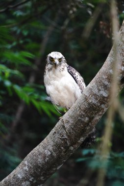 Ishigaki adasında tüy yılan kartal