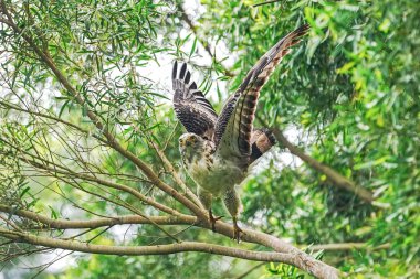Ishigaki adasında tüy yılan kartal