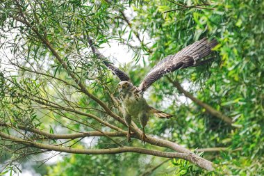 Ishigaki adasında tüy yılan kartal