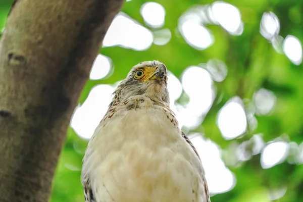 Águila Serpiente Crestada Isla Ishigaki — Foto de Stock