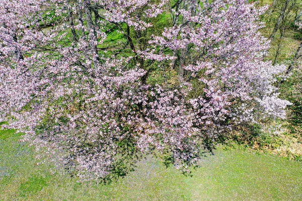 Cherry Blossoms Hokkaido — Stock Photo, Image