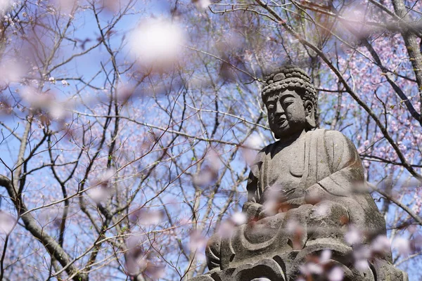 桜と仏 — ストック写真