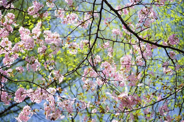 Wiśniowe Kwiaty Hokkaido — Zdjęcie stockowe