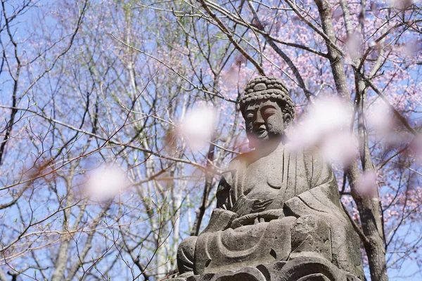 Flores Cerezo Buddha — Foto de Stock