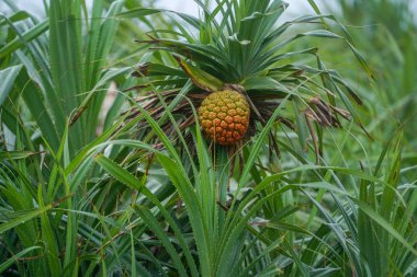 Pandanus odoratissimus Iriomote Adası