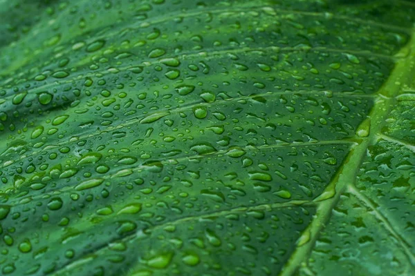 Alocasia Odora Dans Île Iriomote — Photo