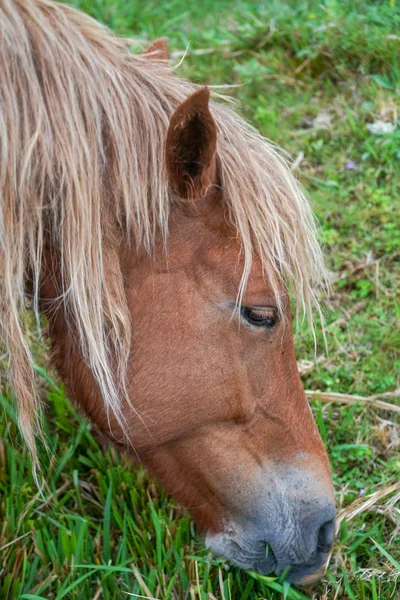 Кінь Острові Хагуні — стокове фото