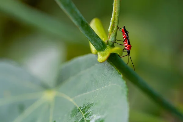 Dysdercus Decussatus Auf Iriomote — Stockfoto