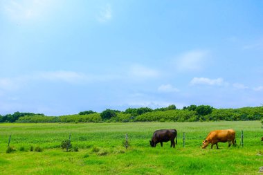 okinawa içinde kuro adası