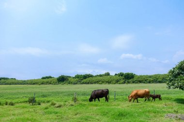 okinawa içinde kuro adası
