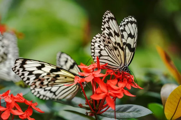 Mariposa Papel Arroz Isla Iriomote — Foto de Stock