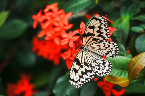 米纸蝴蝶在伊里奥莫特岛 — 图库照片