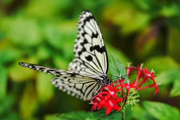 Papillon Papier Riz Dans Île Iriomote — Photo