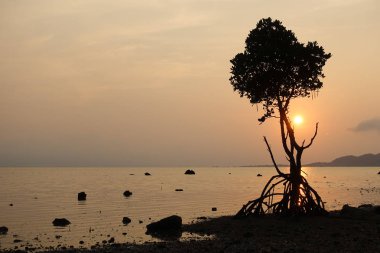 ishigaki adasında mangove ve gün batımı