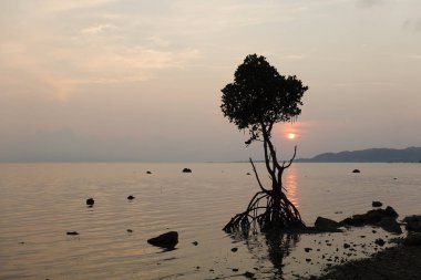 ishigaki adasında mangove ve gün batımı