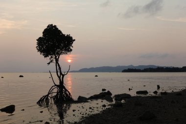 ishigaki adasında mangove ve gün batımı