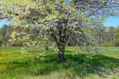 Japonya'da Toringo crabapple