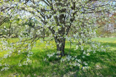 Japonya'da Toringo crabapple