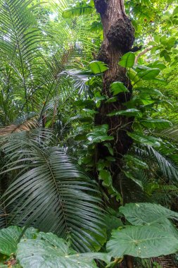 Ishigaki ada ormanda