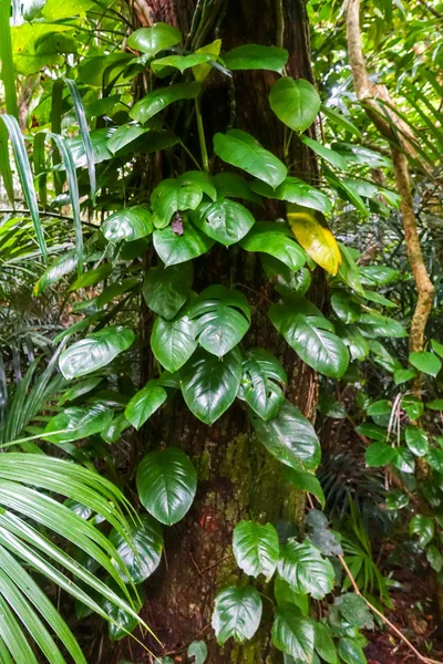 Jungle Ishigaki Island — Stock Photo, Image