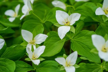 Hokkaido içinde Trillium camschatcense