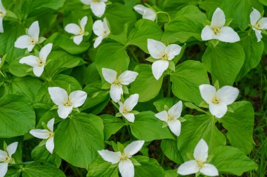Hokkaido içinde Trillium camschatcense