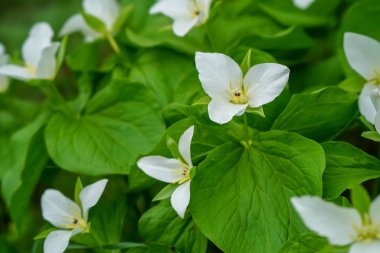 Hokkaido içinde Trillium camschatcense