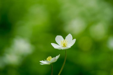 hokkaido yumuşak rüzgar çiçek