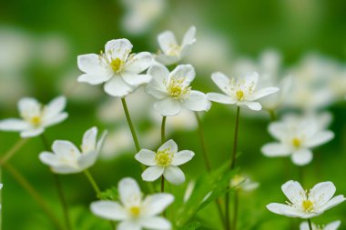 hokkaido yumuşak rüzgar çiçek