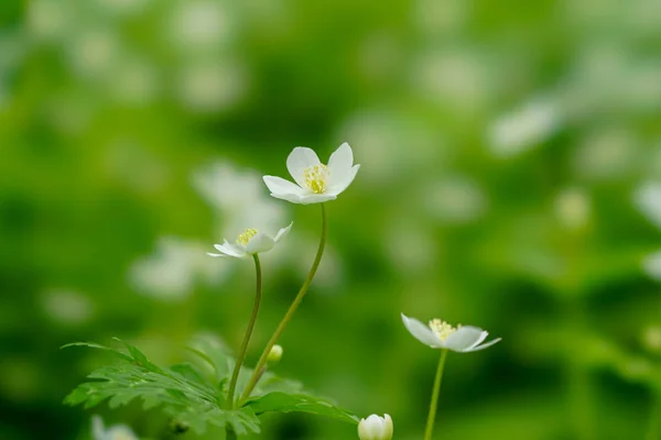 Flor Viento Suave Hokkaido —  Fotos de Stock