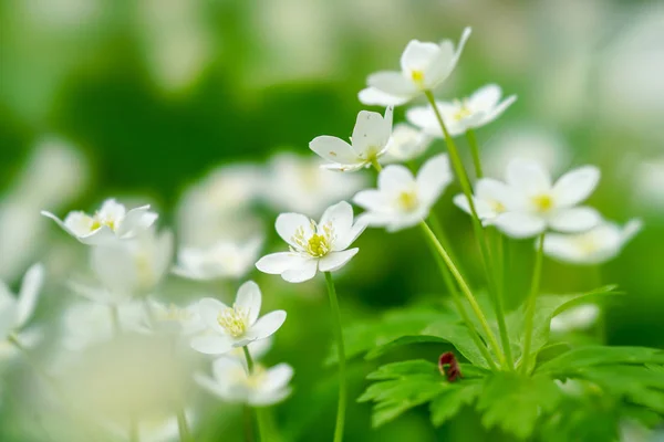 Flor Viento Suave Hokkaido —  Fotos de Stock