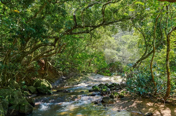 Džungle Iriomote Island — Stock fotografie