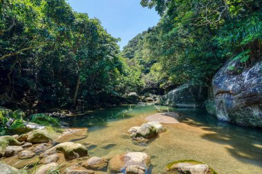 Iriomote ada ormanda