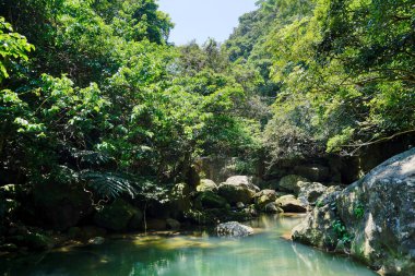 Iriomote ada ormanda