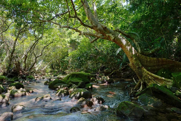 西表島のジャングル — ストック写真