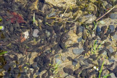 bahar gölette iribaş