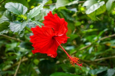 ishigaki adasında ebegümeci
