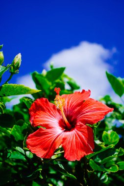 ebegümeci ve mavi gökyüzü