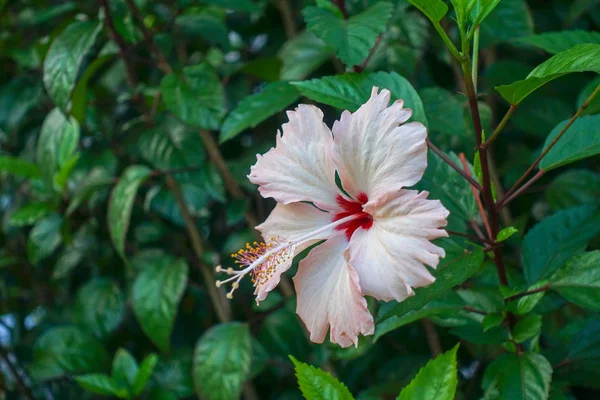 Ibisco Nell Isola Ishigaki — Foto Stock