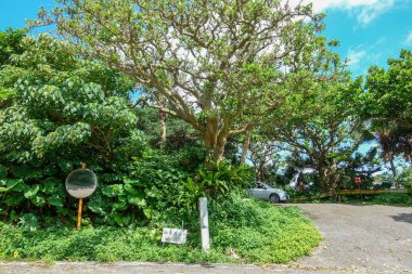 thindabana yonaguni adasında