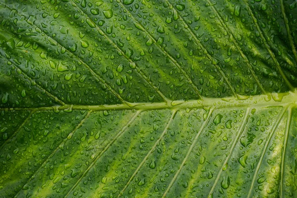 Feuille Alocasia Odora Sur Île Iriomote — Photo