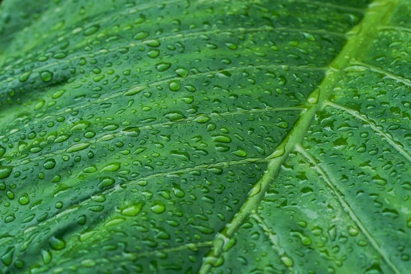 Feuille Alocasia Odora Sur Île Iriomote — Photo