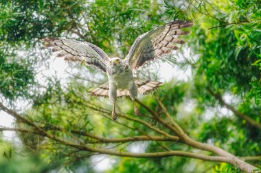 Ishigaki adasında tüy yılan kartal