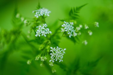 İlkbaharda Chamaele decumbens