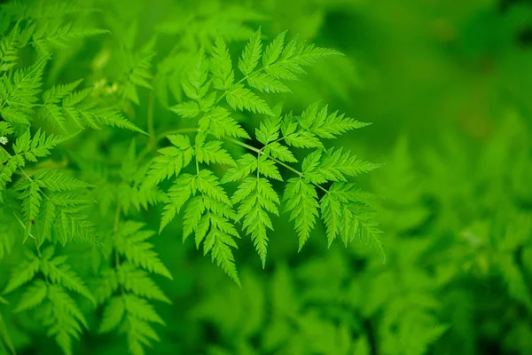 Fern Planten Het Voorjaar — Stockfoto